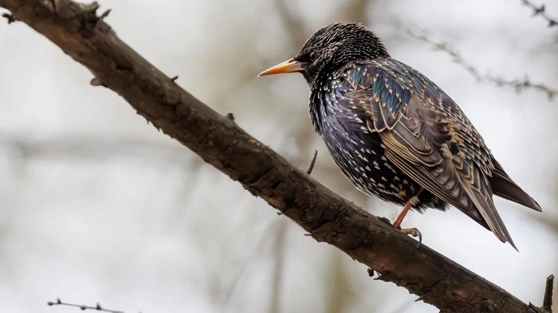 Орнитологи рассказали, какие птицы уже вернулись в столицу после зимовки