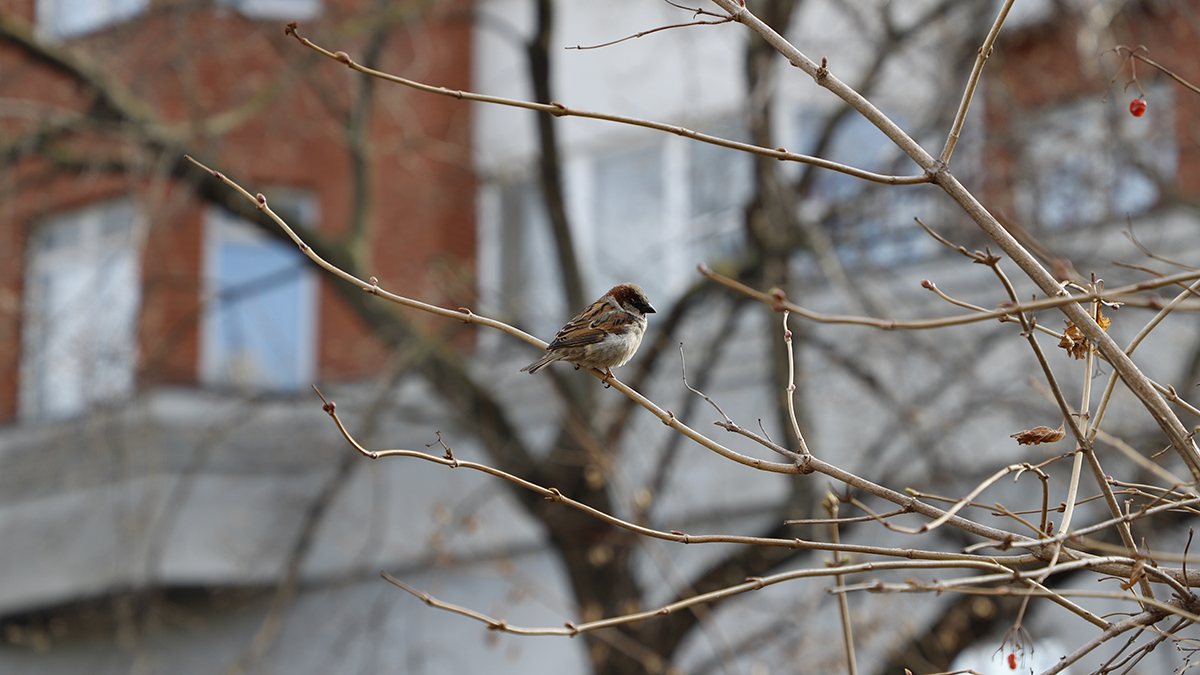Вильфанд: В ночь на 24 марта в столичном регионе похолодает до минус 11 градусов
