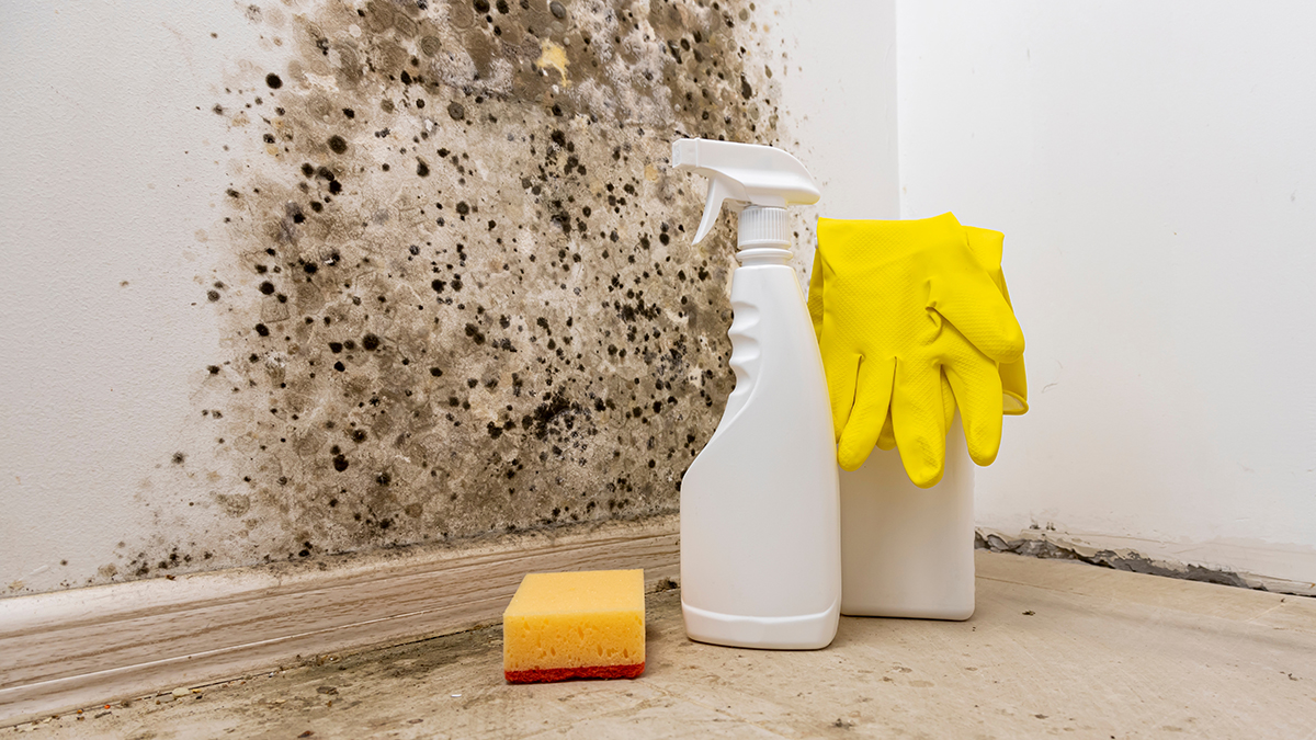 Как вывести черную плесень из квартиры