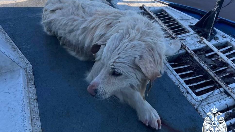 Провалившуюся под лед собаку спасли в подмосковном Долгопрудном
