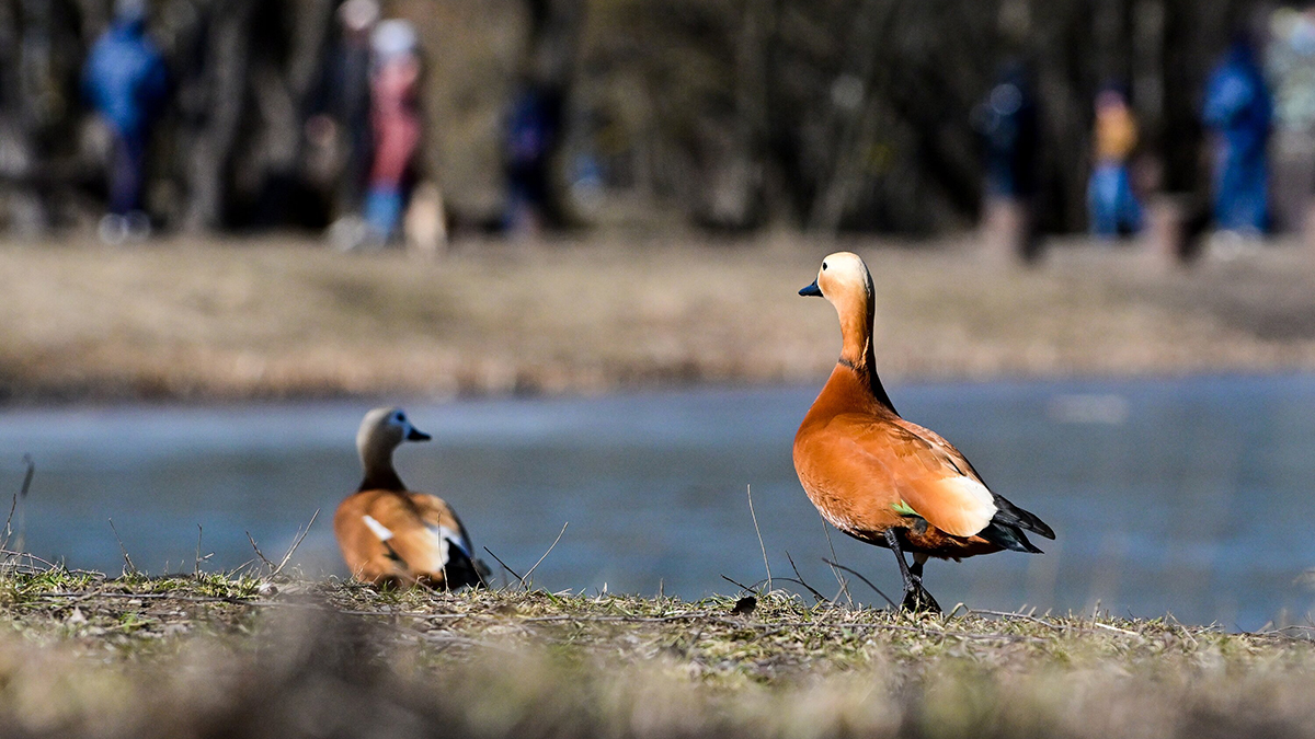 Погода в Москве 29 и 30 марта