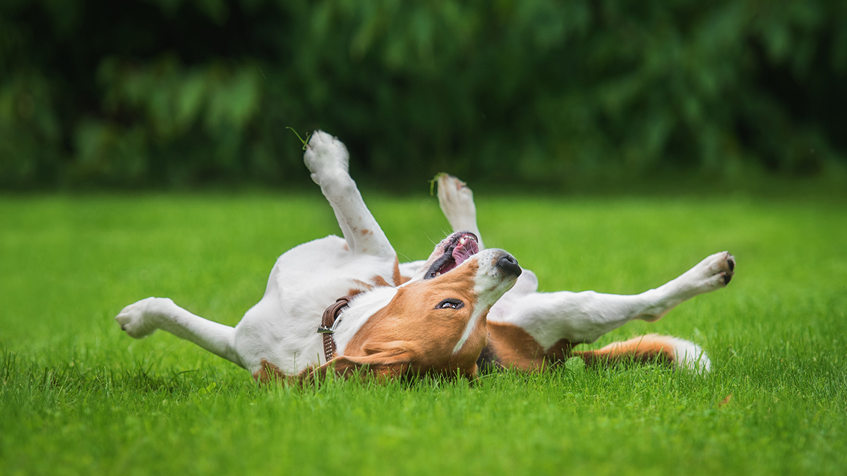 Как обезопасить собаку от укусов клещей