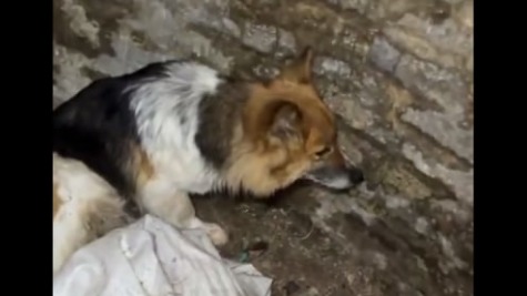 Бойцы ВС РФ нашли в Курской области истощенную собаку, охранявшую погибших хозяев