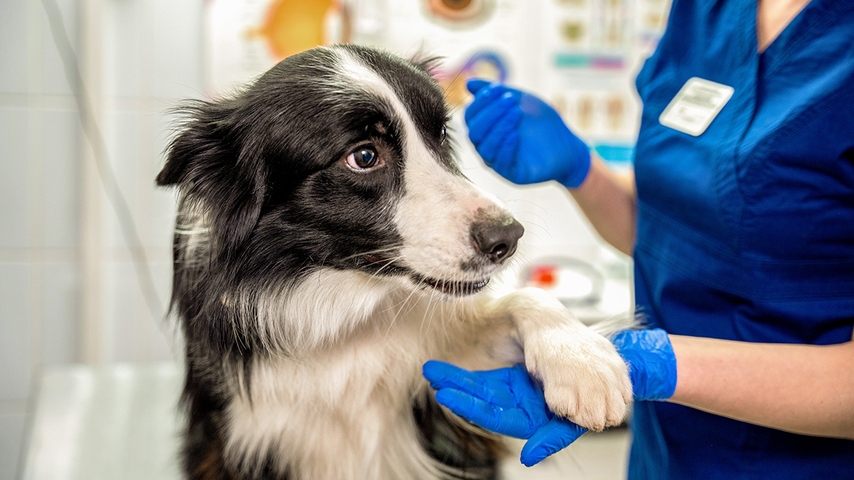 Ветврач Шеляков рассказал о сдаче донорской крови животных