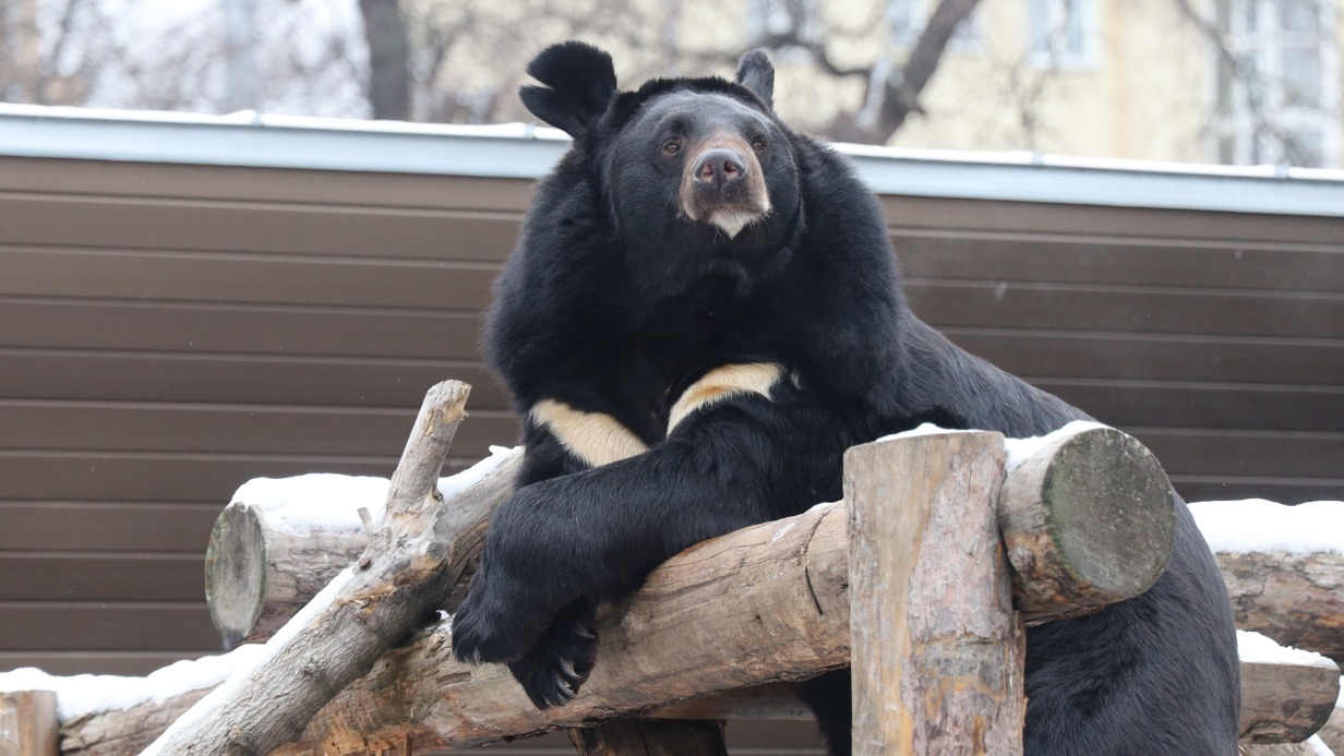 В Московском зоопарке запустили трансляции из вольеров гималайских медведей, енотов и красной панды