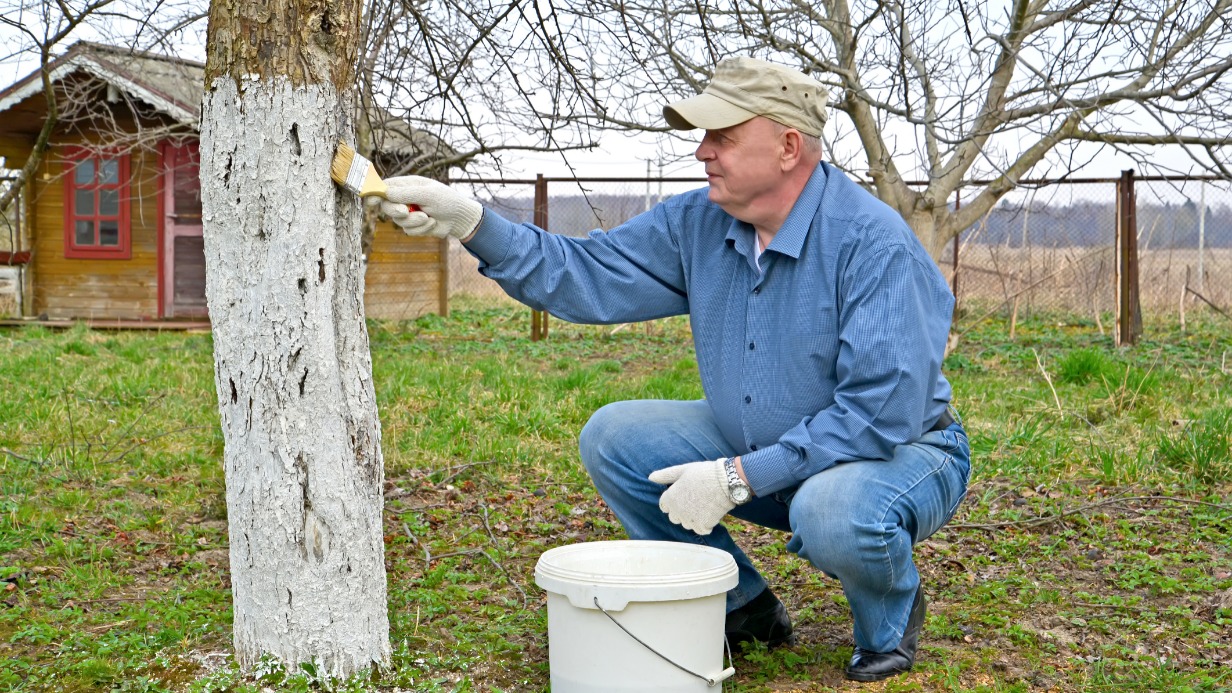 Побелка уничтожает многих зимующих в трещинах коры вредителей: тлю, листоверток, клещей