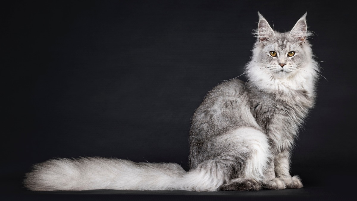 Кот породы мейн-кун попал в Книгу рекордов Гиннесса за самый длинный хвост