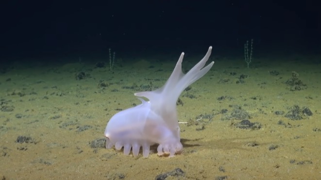 Ученые нашли необычного «поросенка Барби» на дне Тихого океана