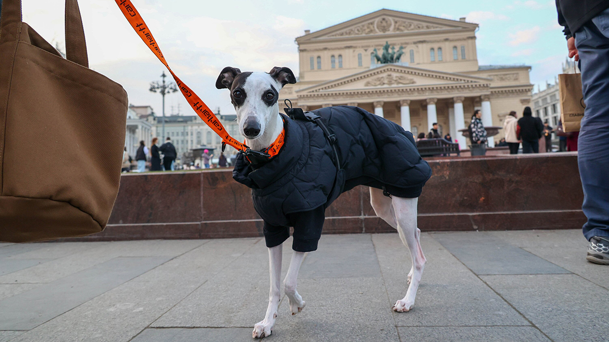 Нужно ли одевать собак в холодную погоду 
