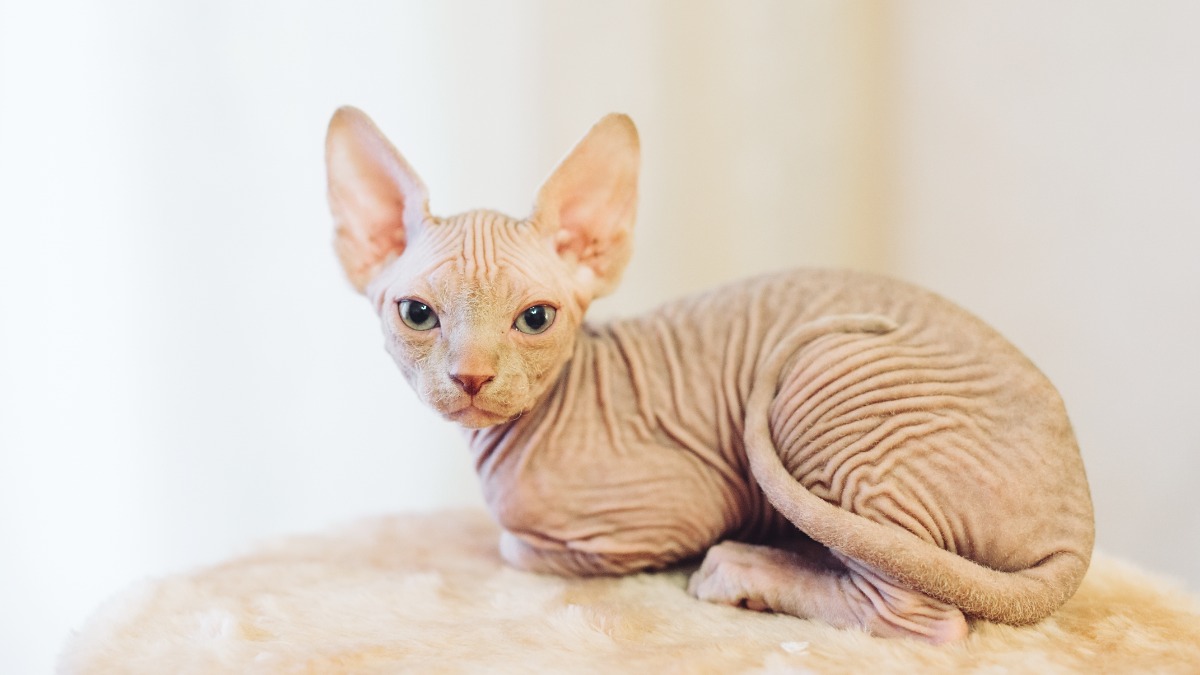 Московские ветеринары извлекли из кишечника кота-сфинкса Коди игрушку динозавра