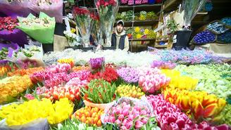 Россиянам назвали самые стойкие цветы в преддверии 8 Марта