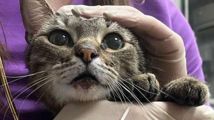 Блогер, выкинувший кота из окна квартиры в Москве, признал свою вину