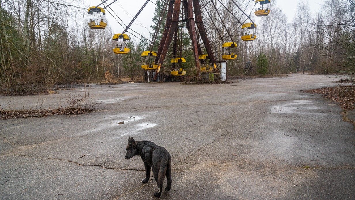 Как мутировали животные в Чернобыле
