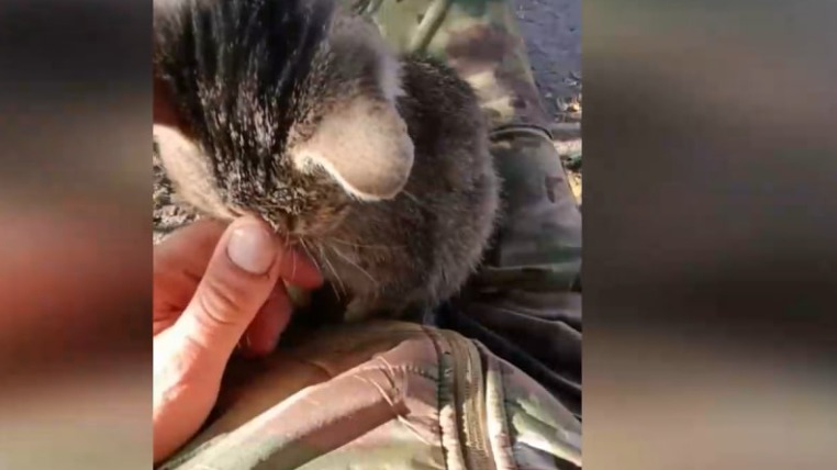 Боец ВС РФ спас котенка от роя беспилотников ВСУ и обрел верного друга