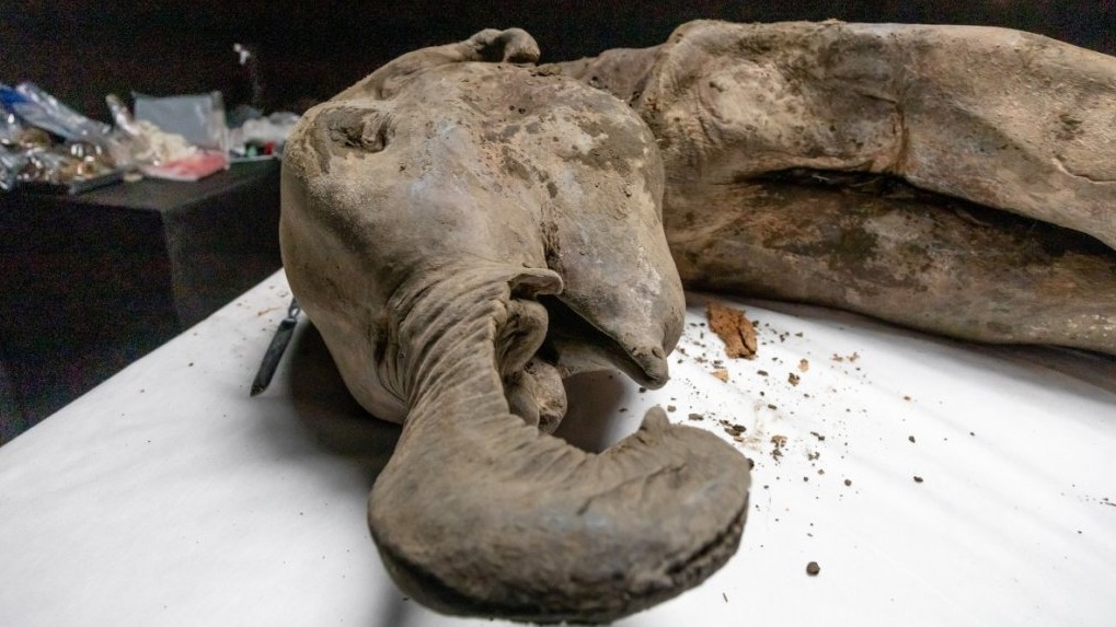 СМИ: Специалистов по клонированию разочаровала мамонтенок Яна