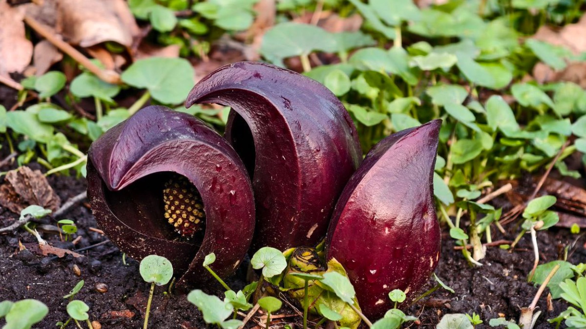 Редкий цветок симплокарпус зловонный распустился в столичном «Аптекарском огороде»