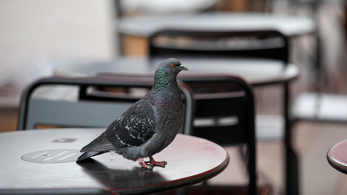 Работа кафе в Москве 7 мая
