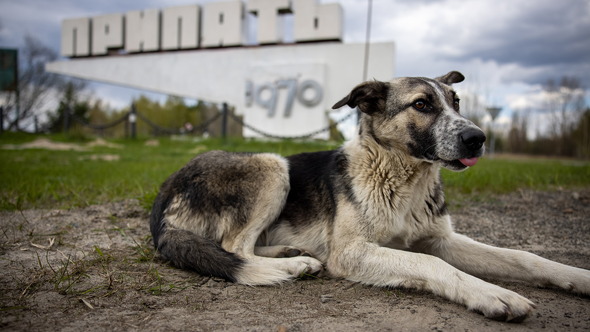 Ученые провели анализ ДНК собак, подвергшихся радиации при аварии на Чернобыле