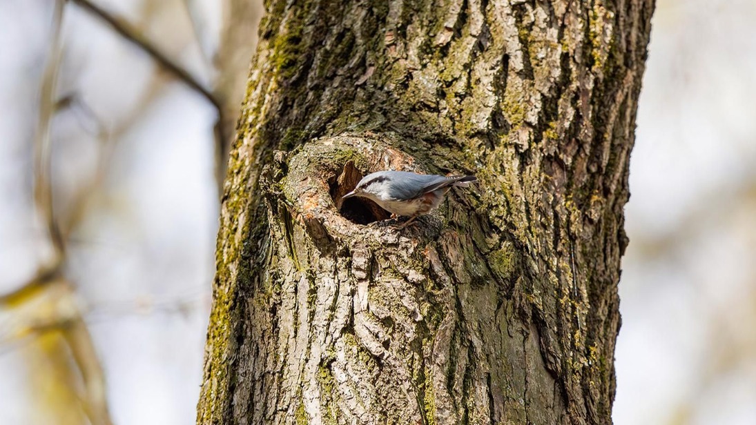 На зеленых зонах столицы введен режим тишины до конца выводкового периода птиц