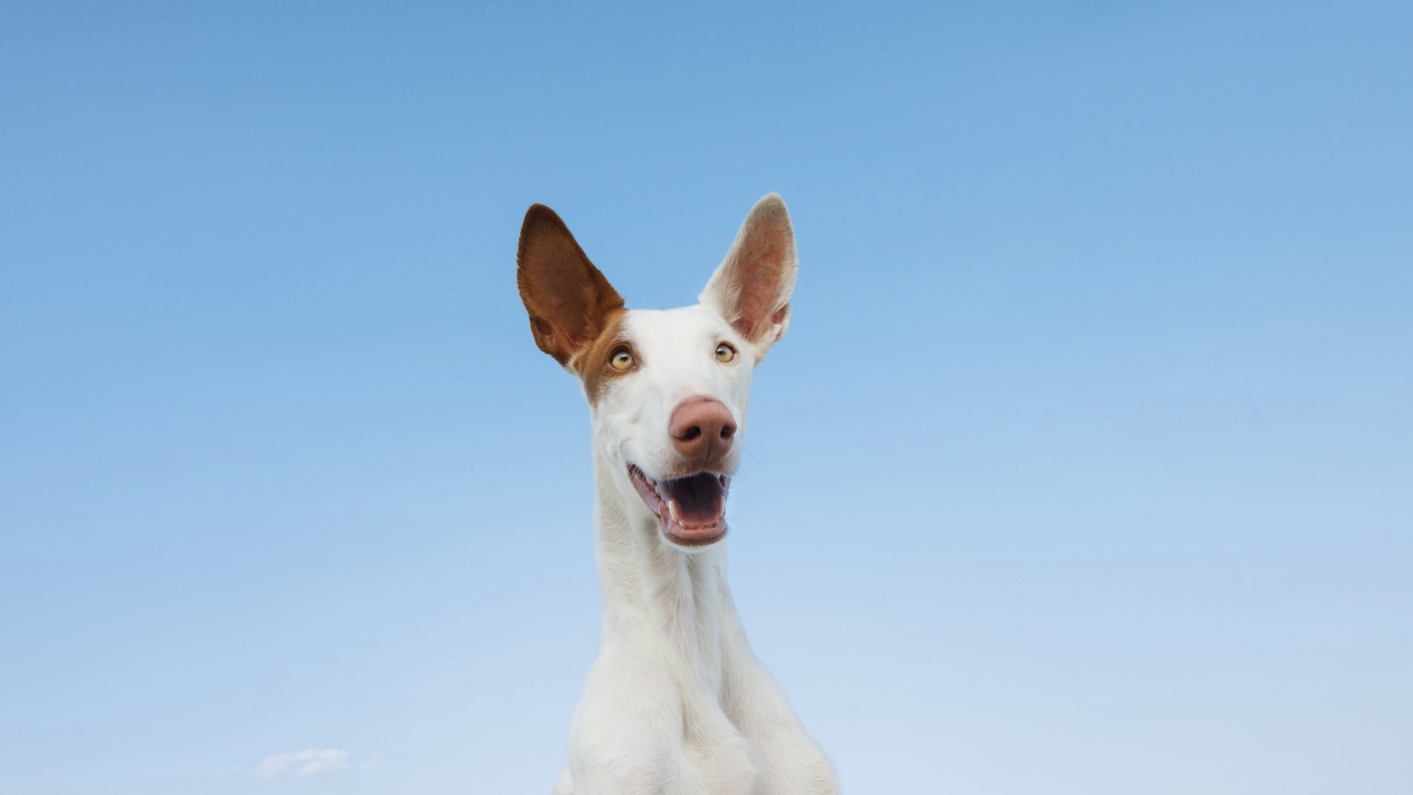 Охранник высадил породистого пса из электрички в Ленинградской области