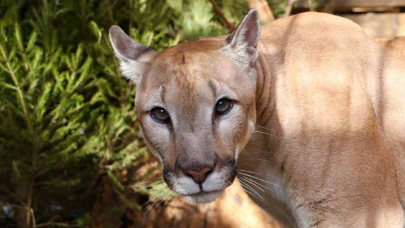 Игры и правильное питание: в зоопарке Москвы рассказали о жизни пумы Геркулеса