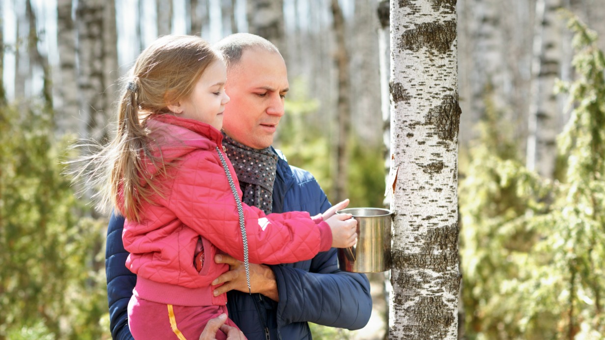 Как правильно собирать березовый сок