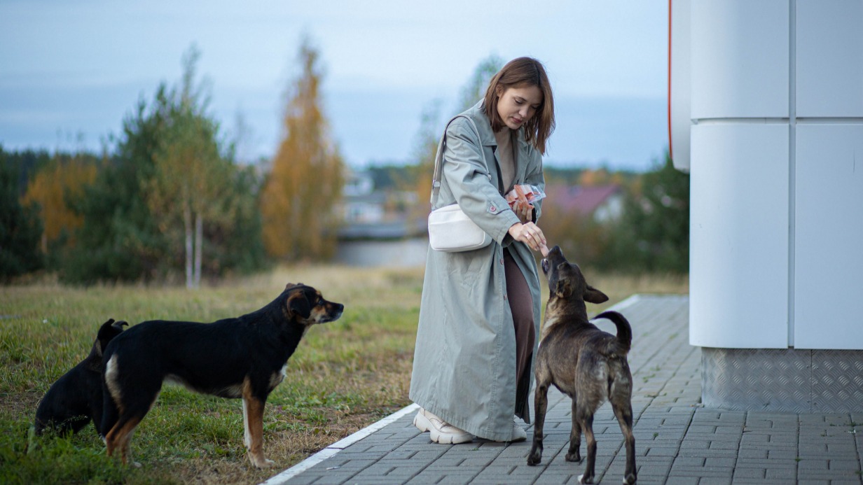 Как предлагают поступать с бездомными животными