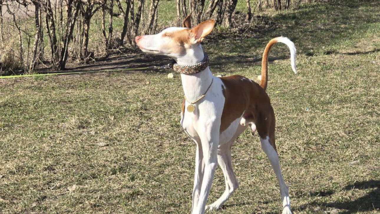 Пес Блюм сбежал от хозяев на электричке в Ленобласти: кто выгнал его из поезда и где он сейчас