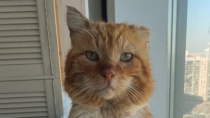 Проживший семь лет на могиле хозяина дагестанский кот Хатико скончался