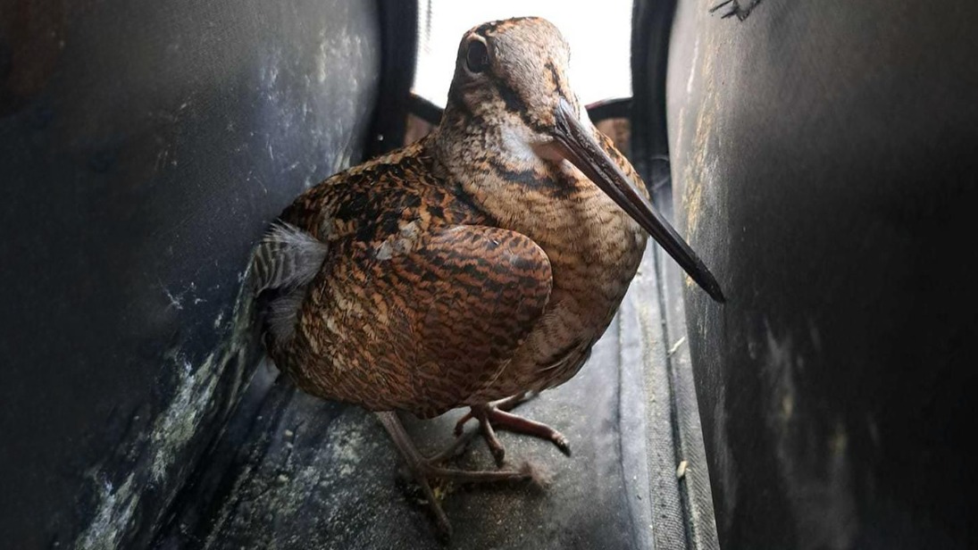 В Москве замечены первые вальдшнепы