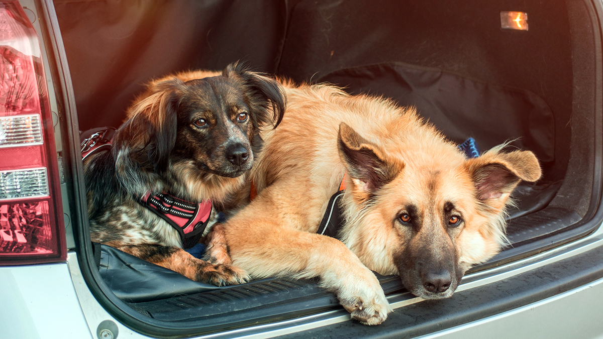 Водитель в Кирове перевозил двух собак в открытом багажнике авто