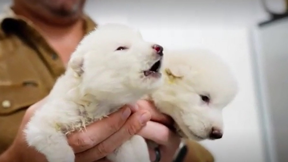 Ученые «воскресили» ужасных волков: что известно