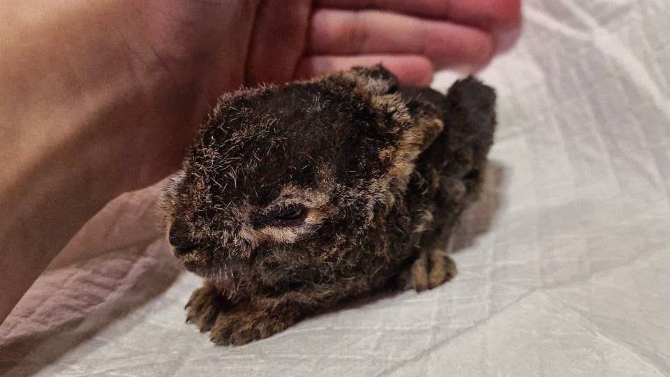 Крошечного зайчонка спасли из горящей травы в Калуге
