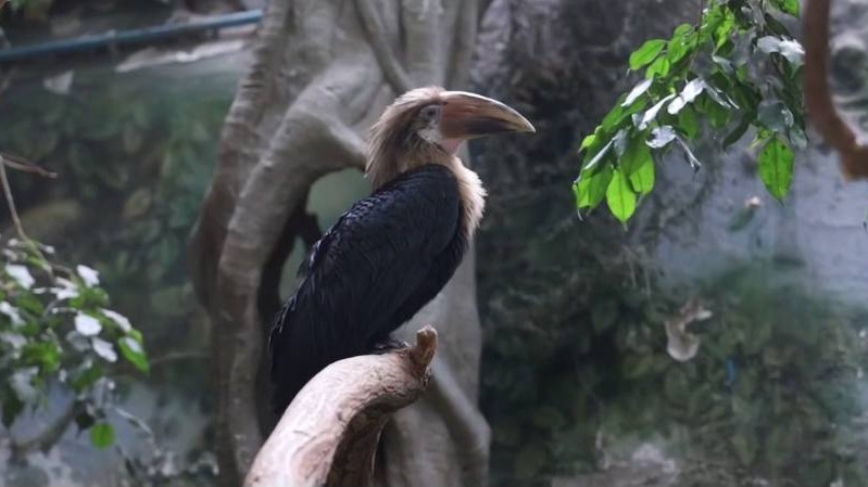 В столичном зоопарке предложили москвичам выбрать имя птенцу папуанского калао