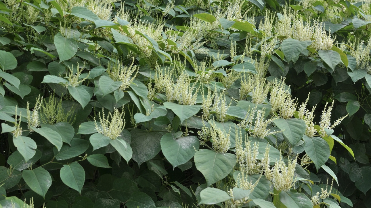 Ботаник Виноградова: Сорняк богемская рейнутрия может уничтожить фундамент домов