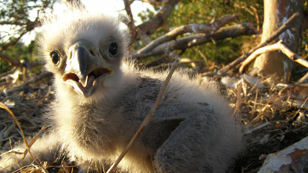 «Символ потепления»: птенца орлана в ростовском зоопарке хотят назвать в честь Трампа