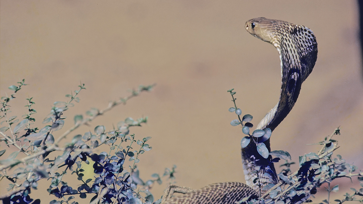 Работник московского зоопарка, которого укусила змея, умер из-за аллергической реакции - Baza