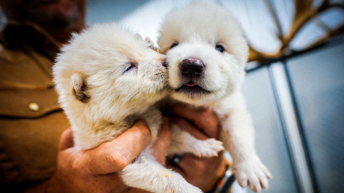 Двух щенков «ужасных волков» назвали Ромулом и Ремом в честь основателей Рима