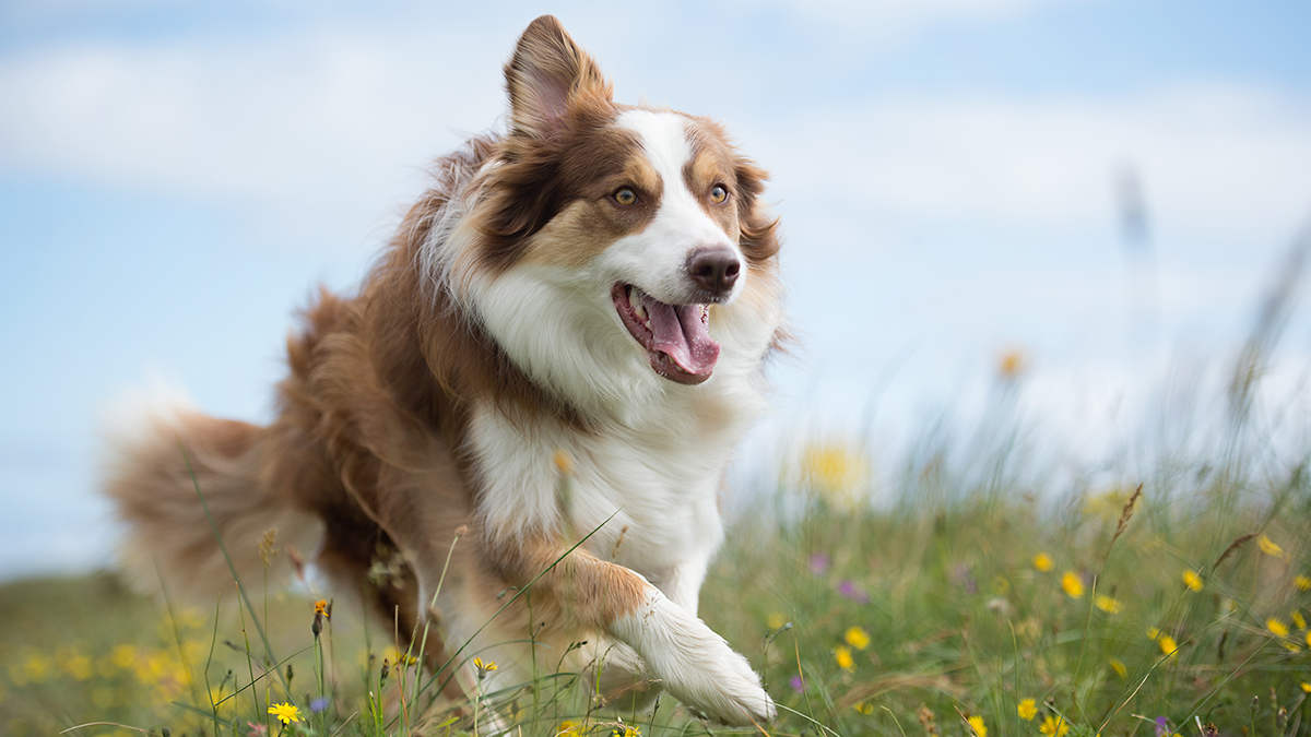 Бойцовский пес разорвал собаку, а после набросился на ее хозяйку в Краснодаре
