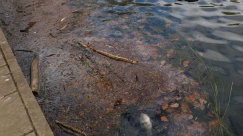 Прокуратура заинтересовалась загрязнением реки Серебрянки на востоке Москвы