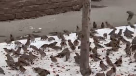 Свиристели «напились» до потери сознания и разлеглись по Нижнему Новгороду