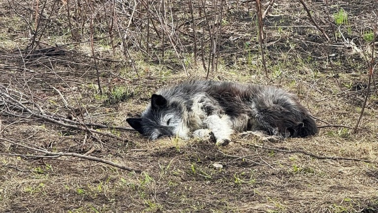 Пес в Башкирии три недели ждет погибшего при пожаре хозяина