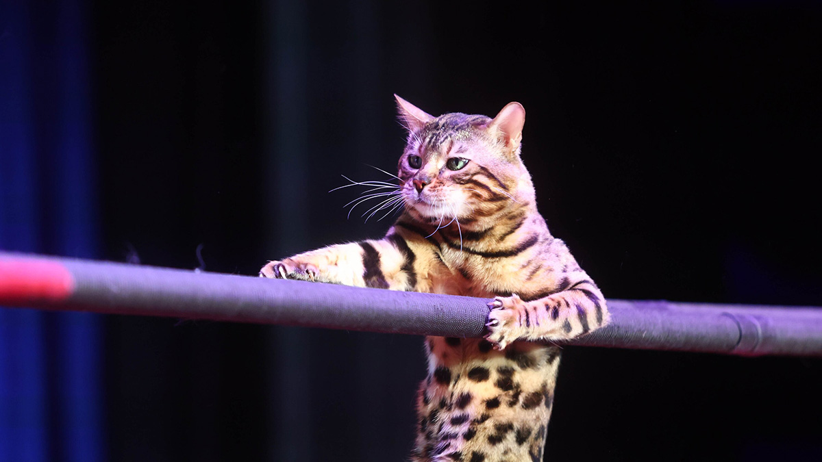 Художественный руководитель Театра кошек Куклачева поддерживает бойцов СВО