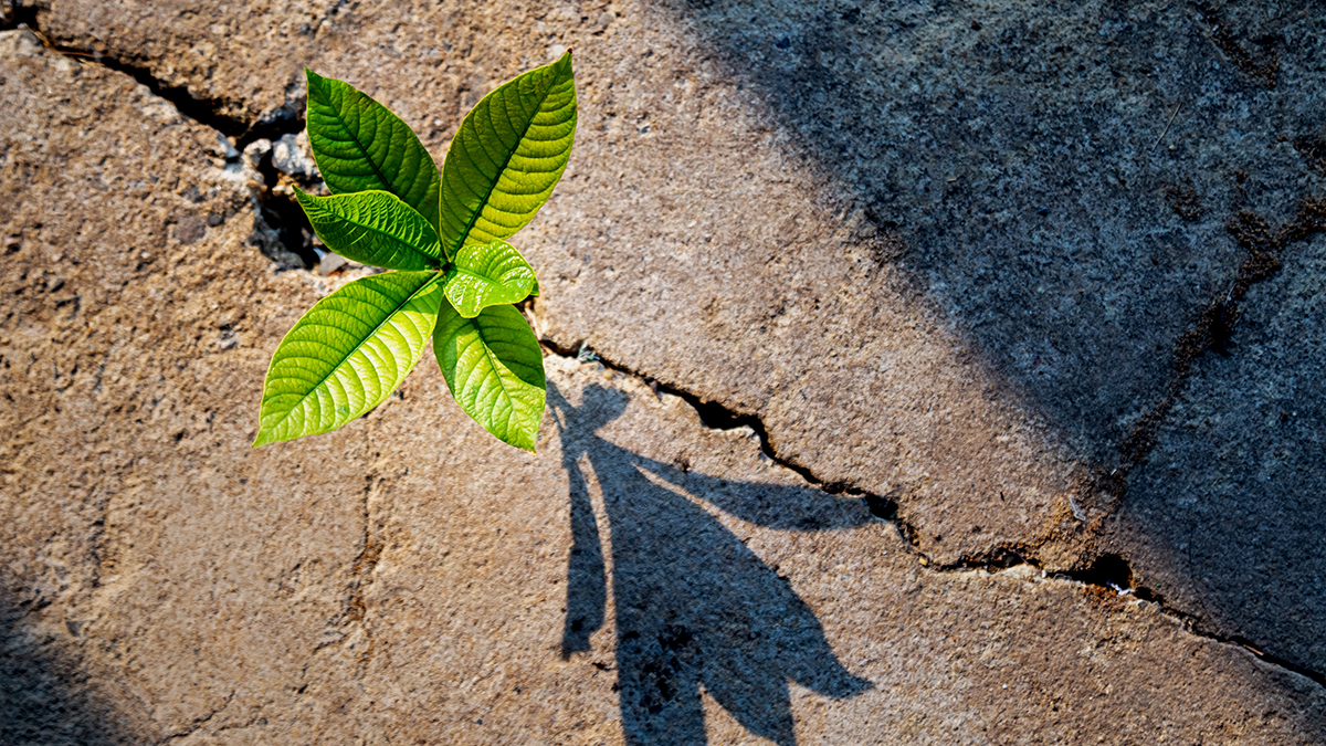 Какие растения опасны для зданий