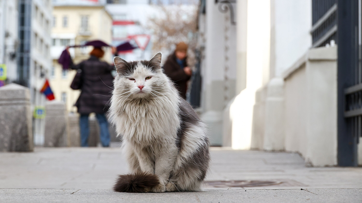 Кот незаметно проехал в подвеске машины 150 километров до Владивостока
