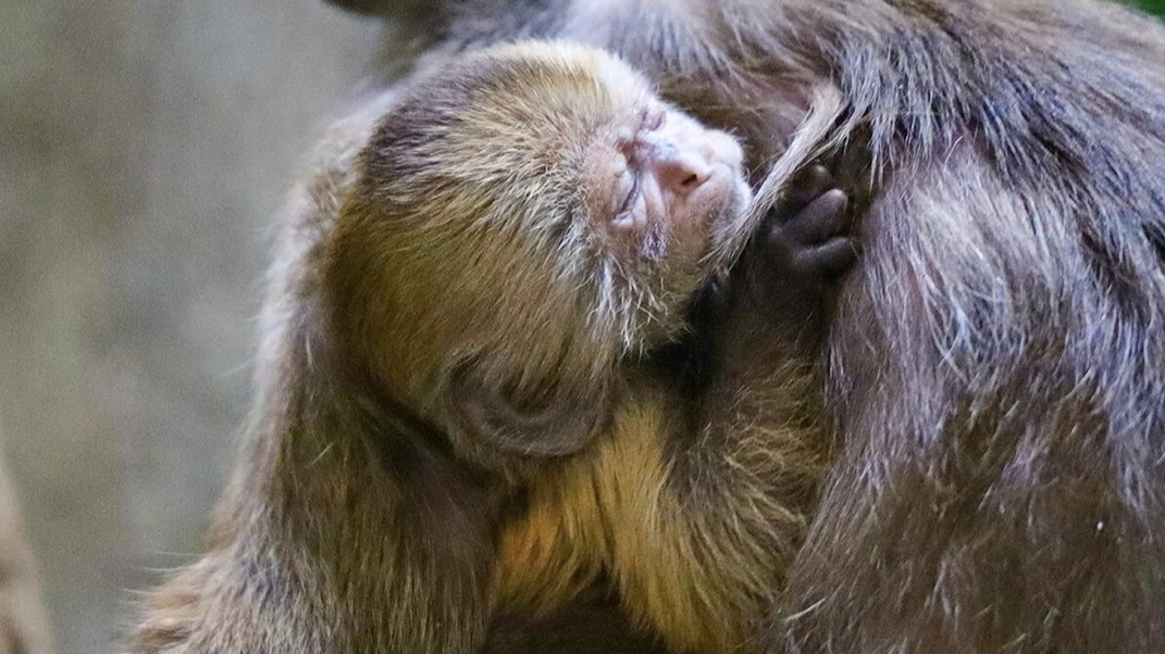 В Московском зоопарке родился детеныш краснокнижного капуцина плаксы