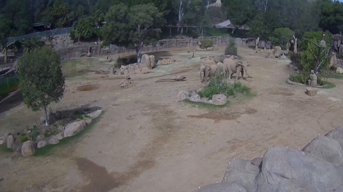 Слоны образовали «круг тревоги» для защиты детенышей при землетрясении в США