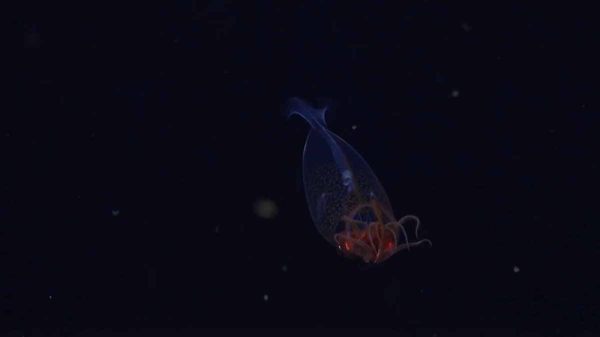 Океанологи смогли запечатлеть на камеру редкого колоссального кальмара