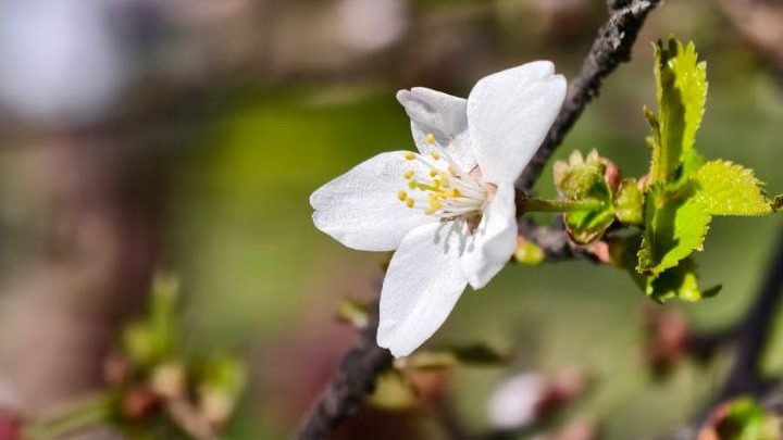 В Москве расцвела первая сакура