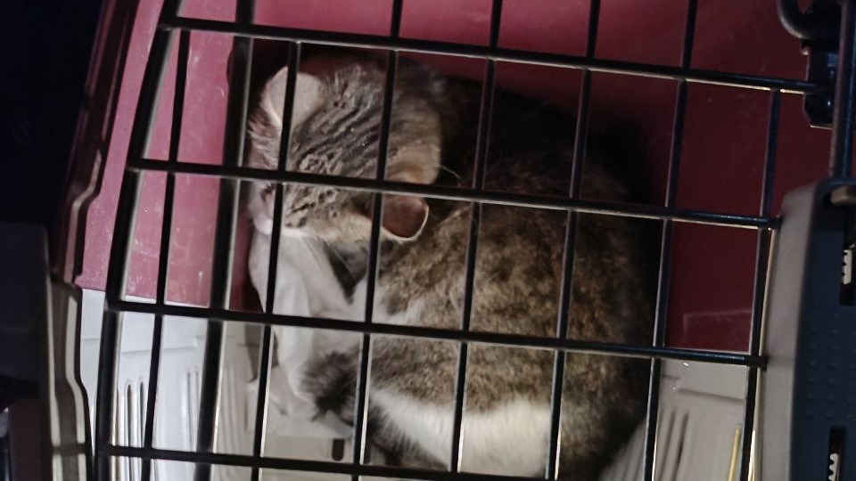 Беременную кошку вытащили из шахты в Москве